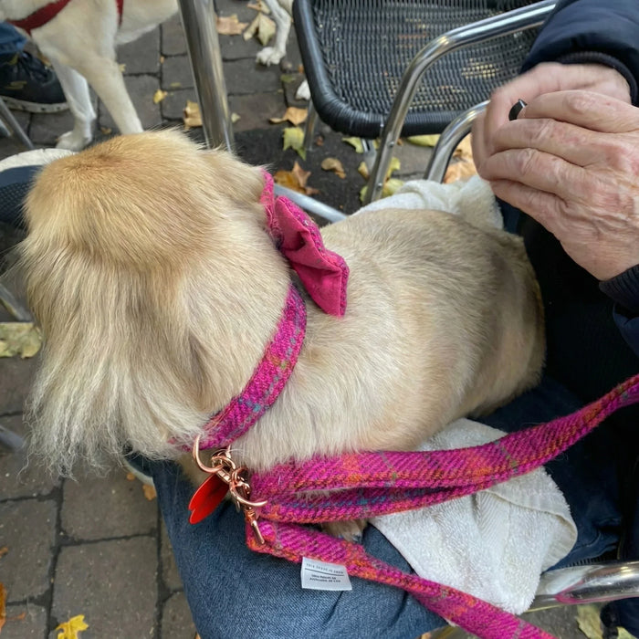 Cerise Check Luxury Harris Tweed Dog Lead