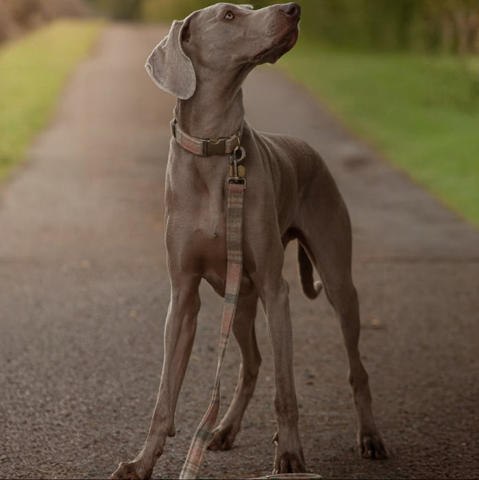 Abraham Moon Glen Coe Terracotta Luxury Dog Lead
