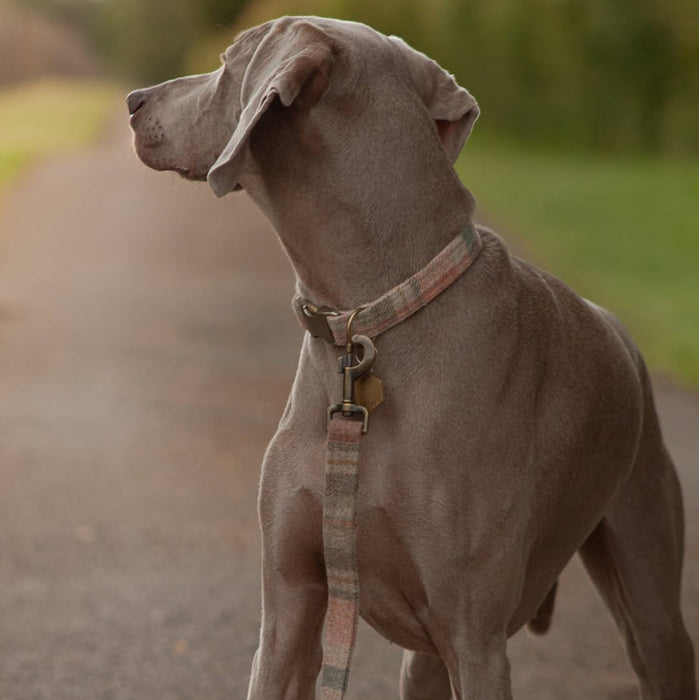 Abraham Moon Glen Coe Terracotta Luxury Dog Lead