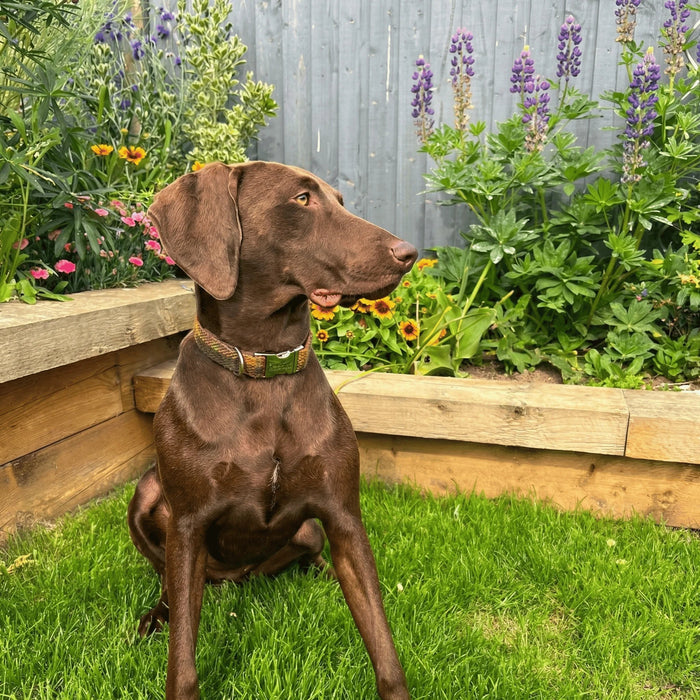 Autumnal Check Luxury Harris Tweed Dog Collar