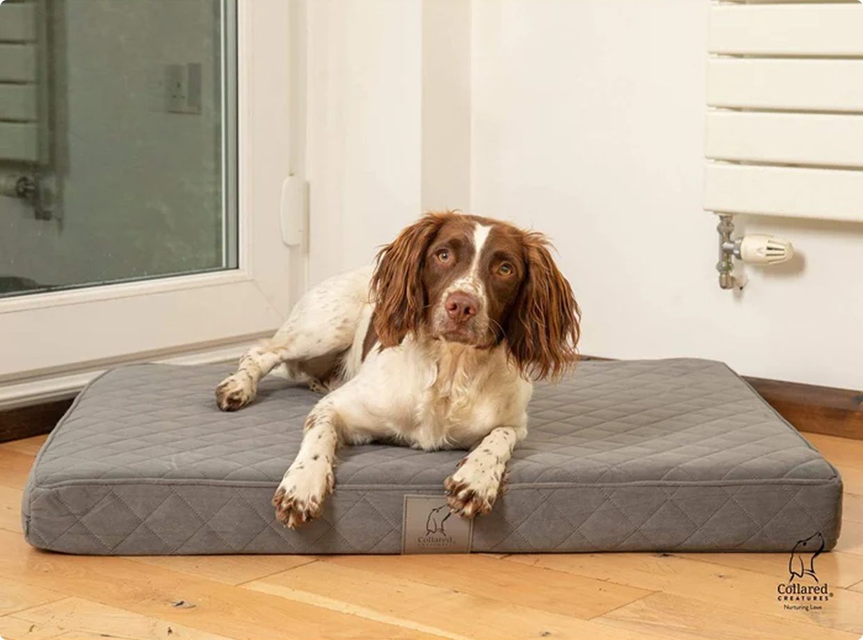 Collared Creatures The Beige Deluxe Cocoon Dog Cave Bed — Pet