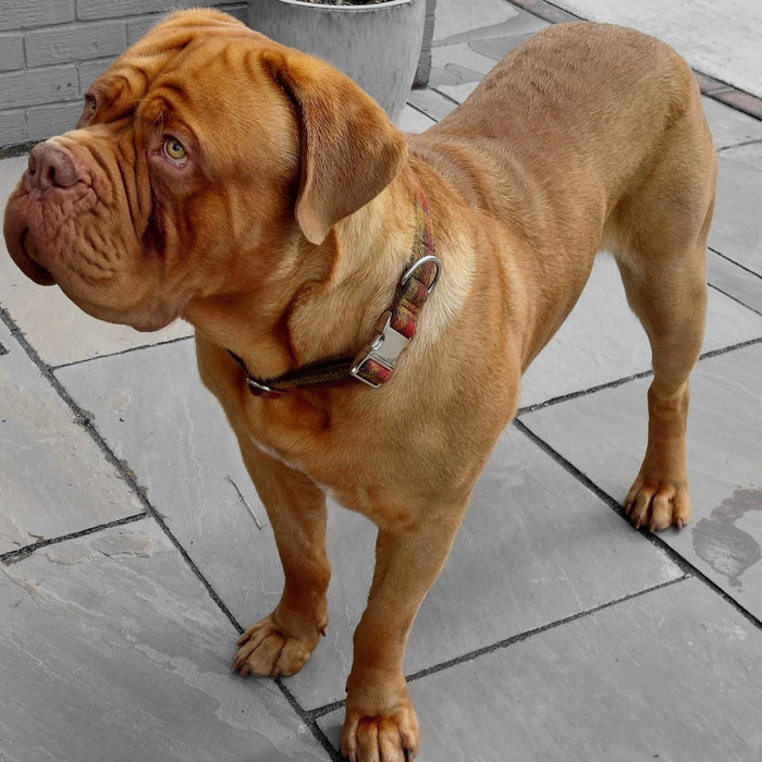 Extra Wide 38mm - Green Herringbone Harris Tweed Dog Collar