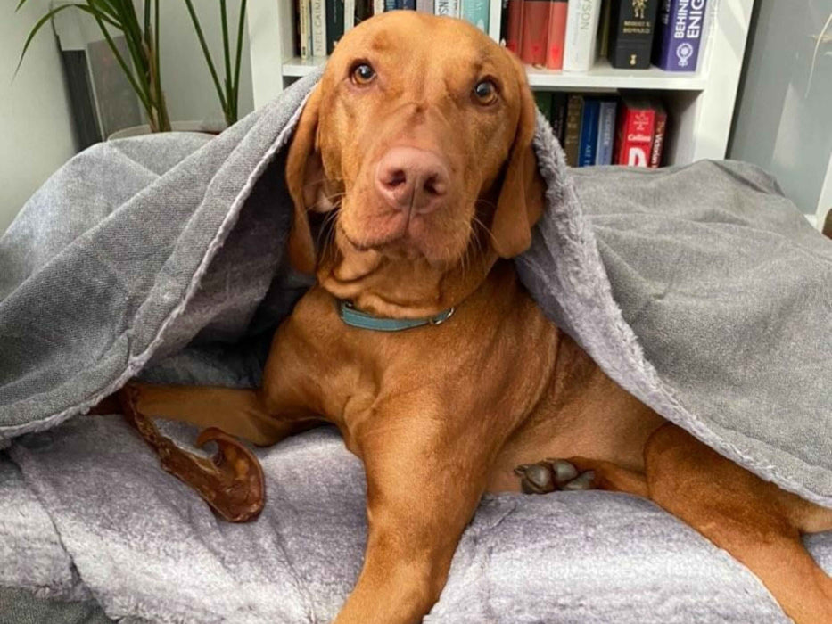 Grey Luxury Dog Snuggle Bed - Snuggle Sack faux fur inner material