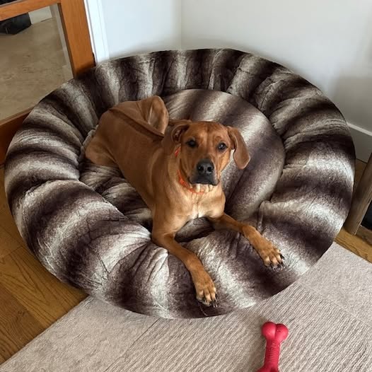 Brown Luxury Deluxe Donut Dog Bed