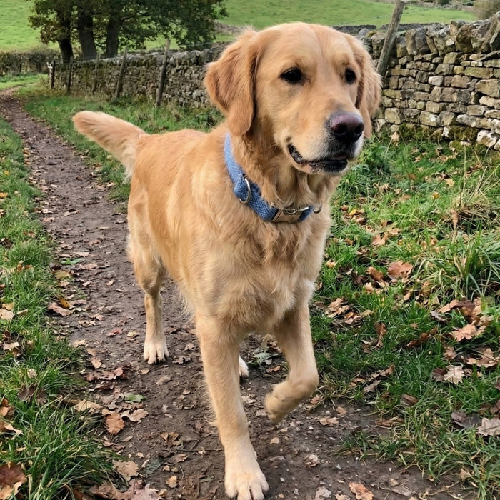 Extra Wide 38mm - Blue Herringbone Harris Tweed Dog Collar