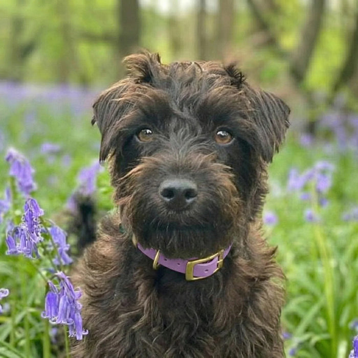 Amethyst Waterproof Biothane Buckle Dog Collar