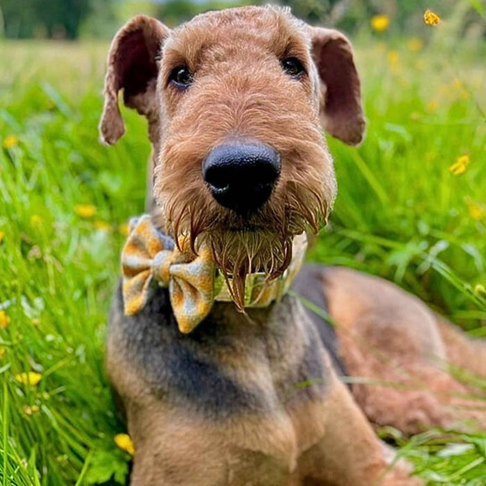 Extra Wide 38mm - Sunflower Check Harris Tweed Dog Collar