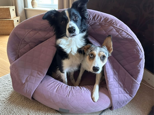 Collared Creatures Pink Quilted Velour Deluxe Comfort Cocoon Dog Cave Bed