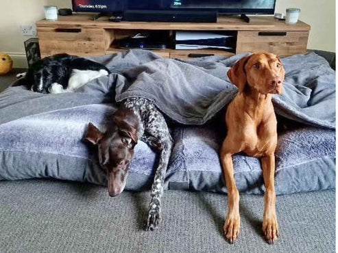 Collared Creatures - Grey Luxury Dog Snuggle Bed / Snuggle Sack /Sleeping Sack Luxury Dog Bed