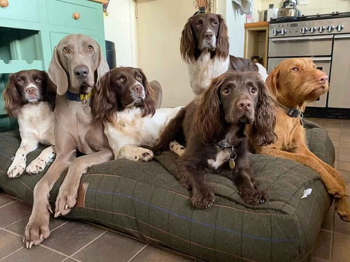 Collared Creatures - Green Tweed Luxury Dog Snuggle Bed / Snuggle Sack /Sleeping Sack Luxury Dog Bed