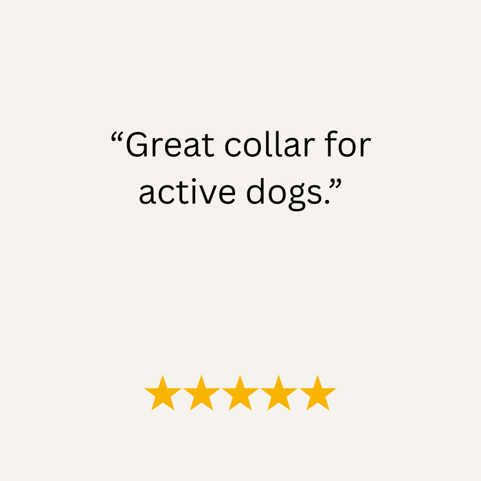 Navy Waterproof Biothane Metal Clasp Dog Collar