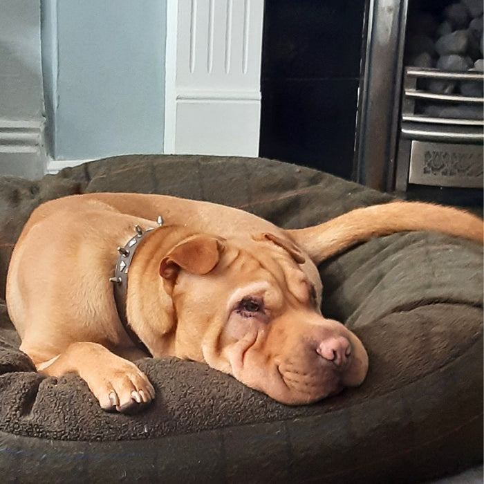 Collared Creatures - Green Tweed Luxury Cocoon Cushion Round Dog Bed