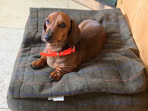 Collared Creatures - Green Tweed Luxury Dog Snuggle Bed / Snuggle Sack /Sleeping Sack Luxury Dog Bed