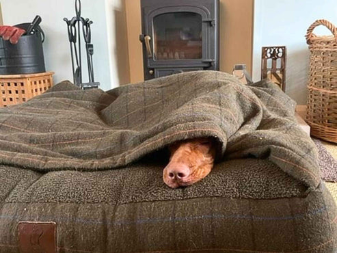 Collared Creatures - Green Tweed Luxury Dog Snuggle Bed / Snuggle Sack /Sleeping Sack Luxury Dog Bed