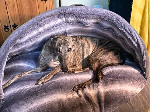 Collared Creatures - Grey Luxury Dog Cave Bed - Removable Hood