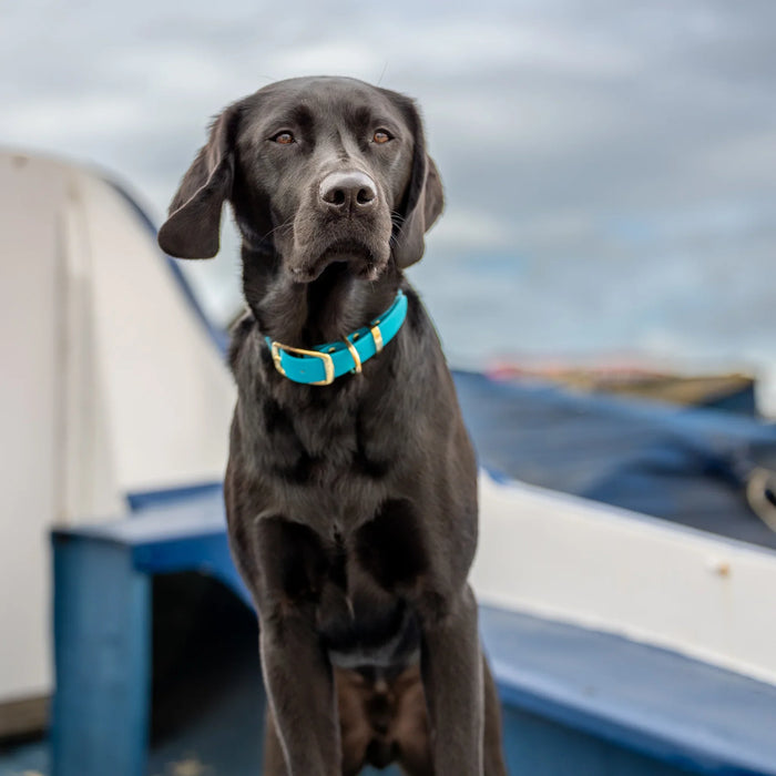 Baby Blue Waterproof Biothane Buckle Dog Collar