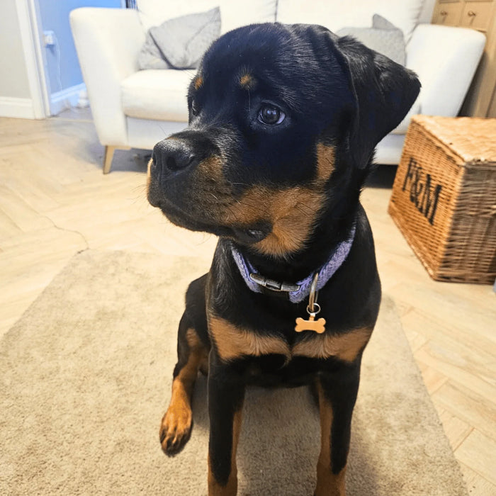 Extra Wide 38mm - Lilac & Blue Herringbone Harris Tweed Dog Collar