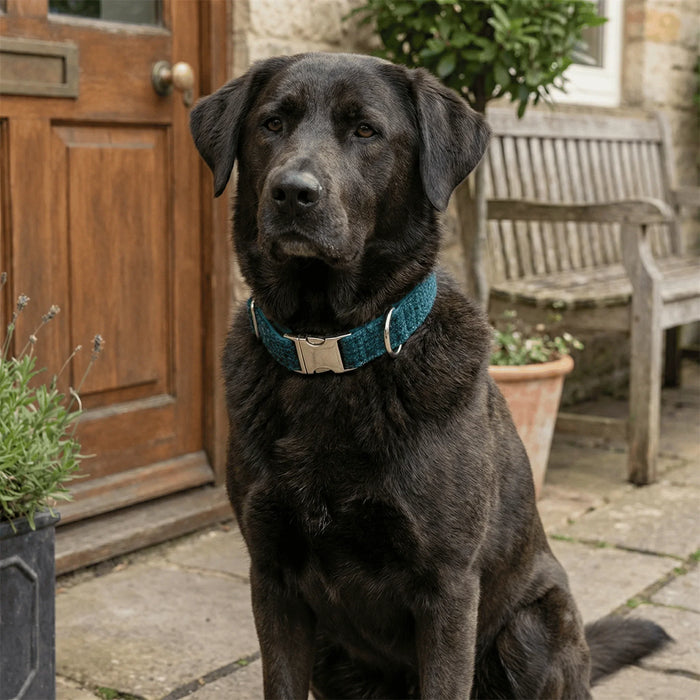 Extra Wide 38mm - Teal with a touch of Blue Harris Tweed Dog Collar