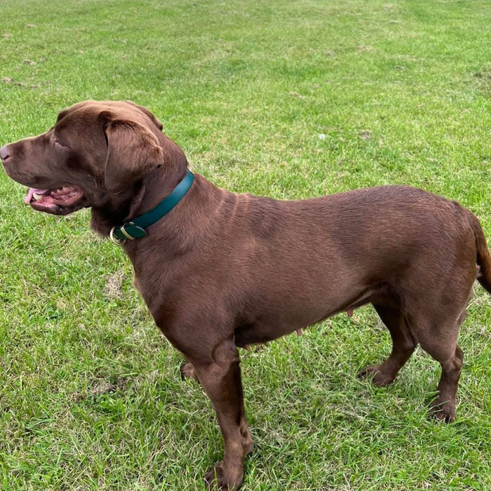 Dark Brown Waterproof Biothane Buckle Dog Collar