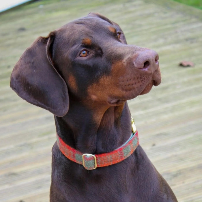 Orange & Olive Check Harris Tweed Luxury Dog Collar