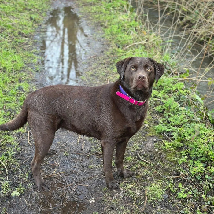 Fuchsia Waterproof Biothane Buckle Dog Collar