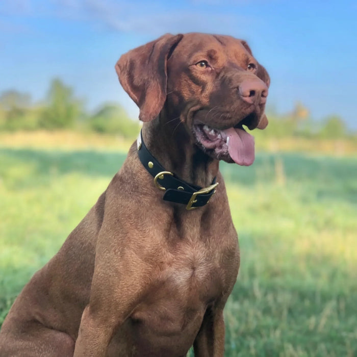 Dark Brown Waterproof Biothane Buckle Dog Collar