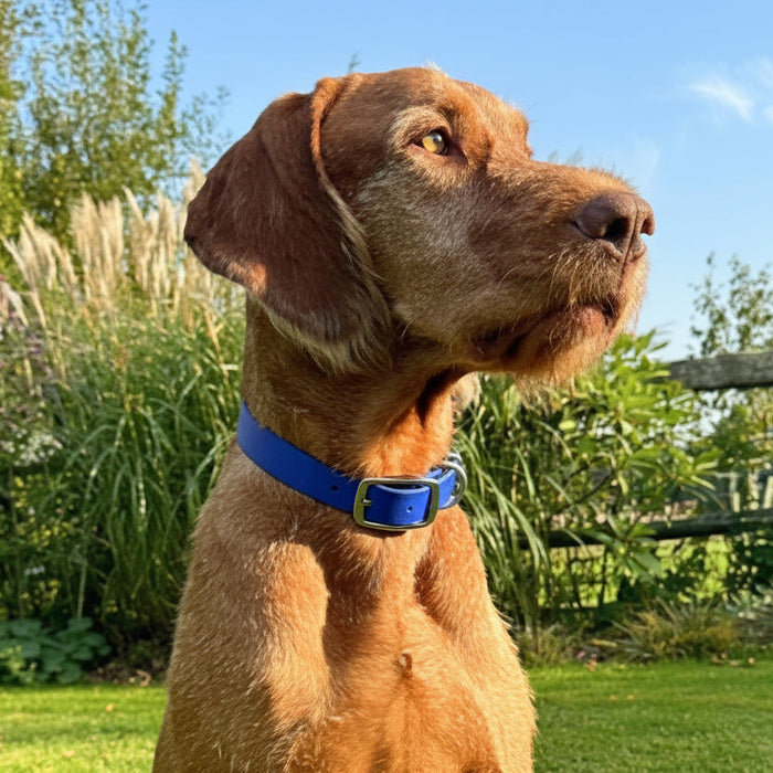 Electric Blue Waterproof Biothane Buckle Dog Collar