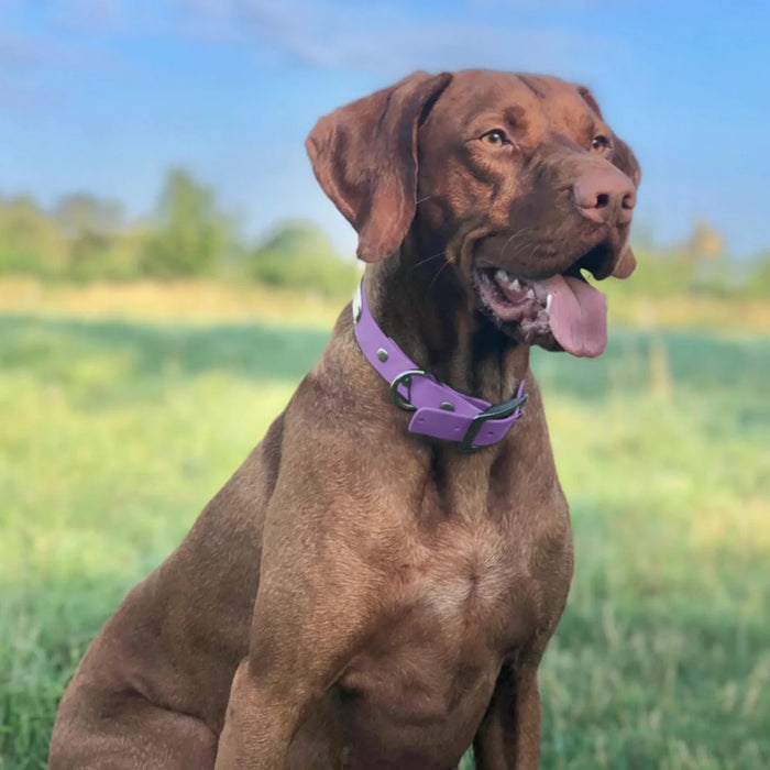 Amethyst Waterproof Biothane Buckle Dog Collar