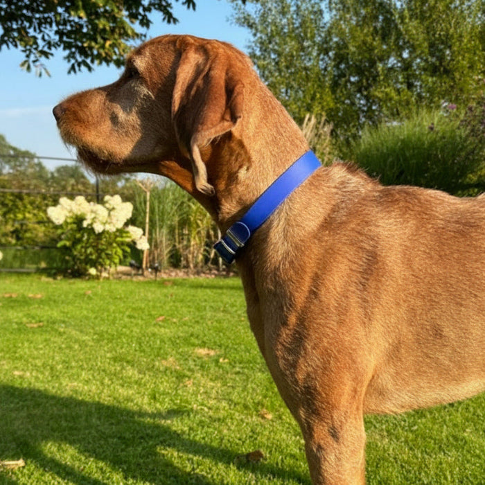 Electric Blue Waterproof Biothane Buckle Dog Collar