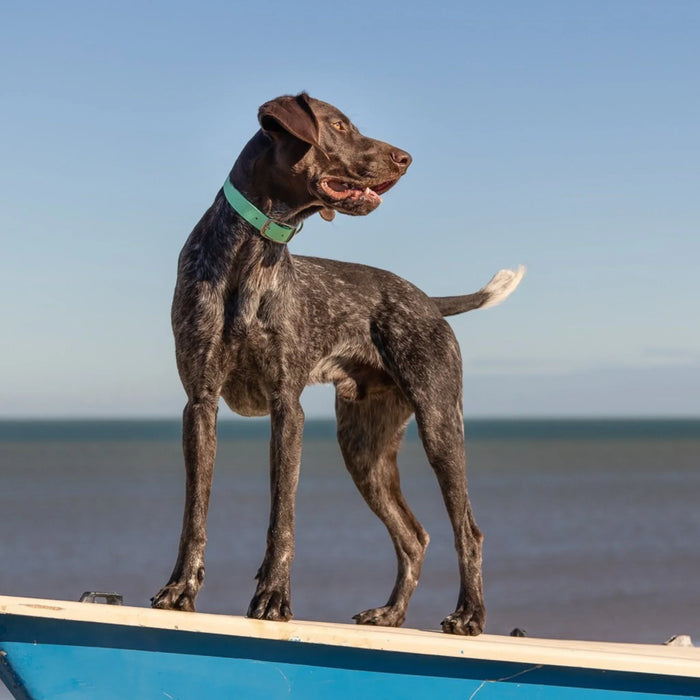 Teal Waterproof Biothane Buckle Dog Collar