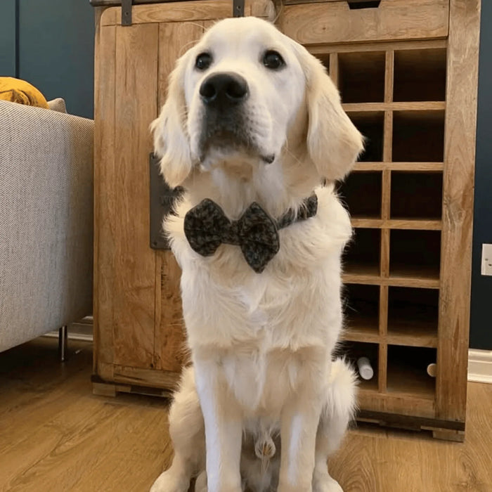 Autumn Houndstooth Luxury Harris Tweed Dog Collar