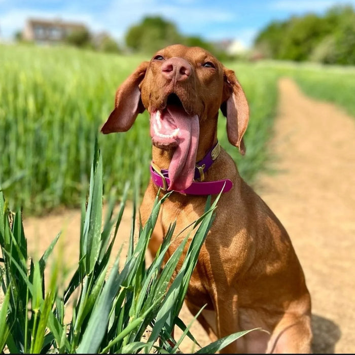 Magenta Waterproof Biothane Buckle Dog Collar