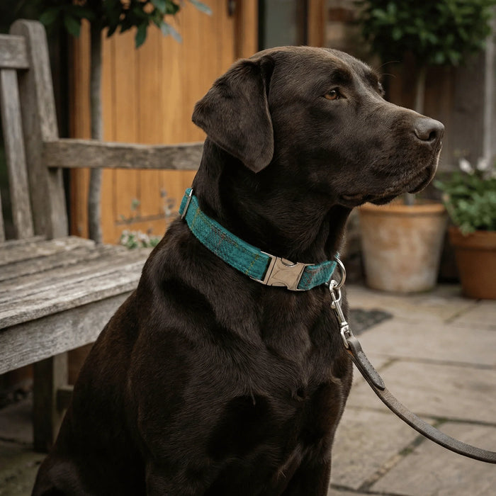 Extra Wide 38mm - Teal & Lilac Check Harris Tweed Dog Collar