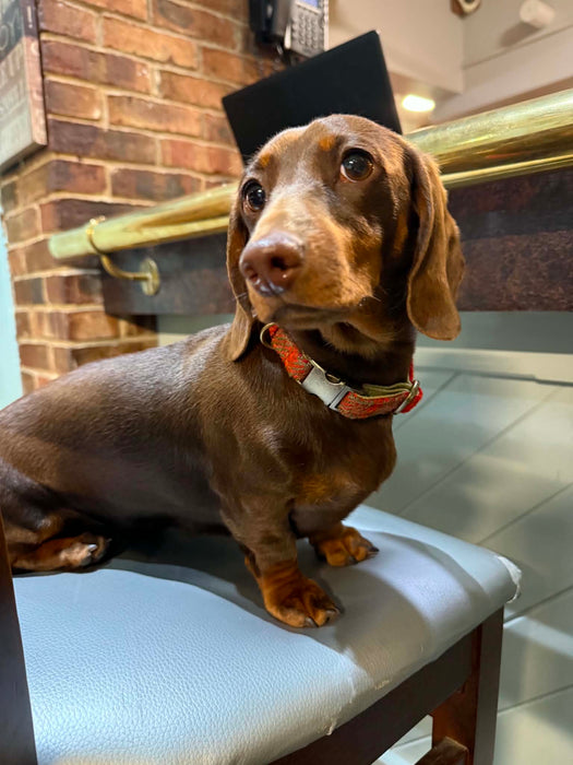 Orange & Olive Check Harris Tweed Luxury Dog Collar