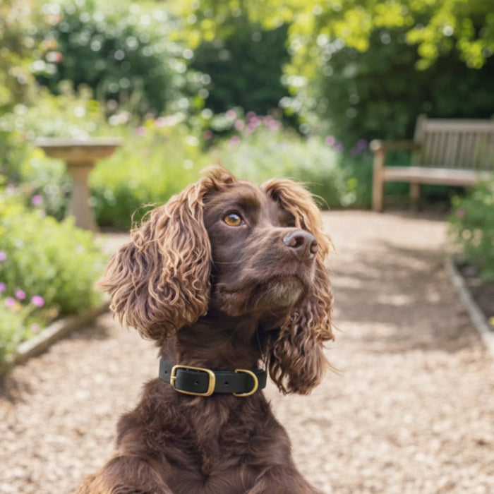 Black Waterproof Biothane Buckle Dog Collar