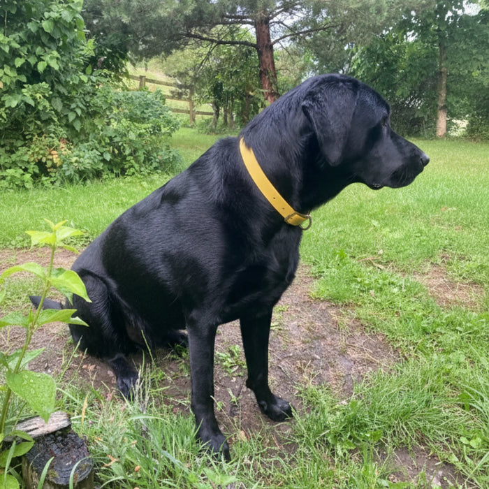 Mustard Waterproof Biothane Buckle Dog Collar