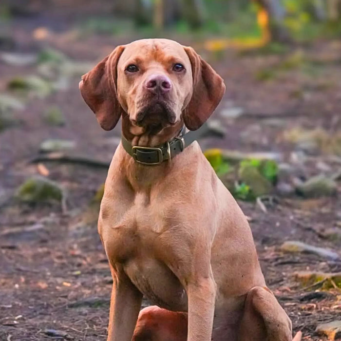 Olive Waterproof Biothane Buckle Dog Collar