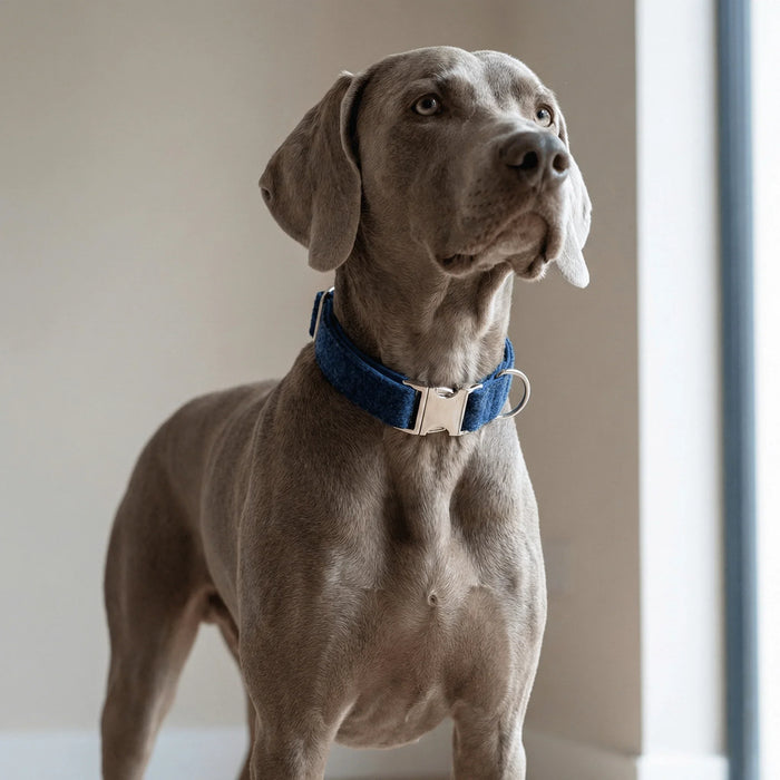 Extra Wide 38mm - Midnight Blue Harris Tweed Dog Collar