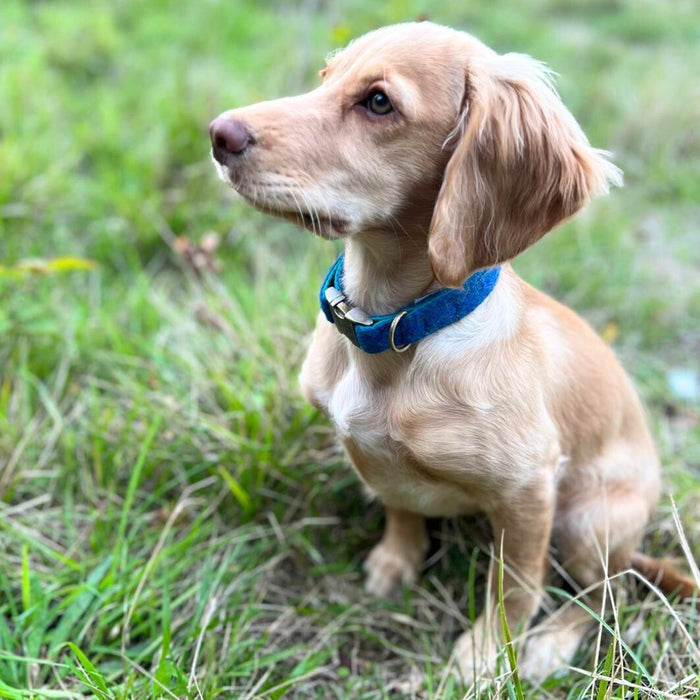 Teal Herringbone Luxury Harris Tweed Dog Collar