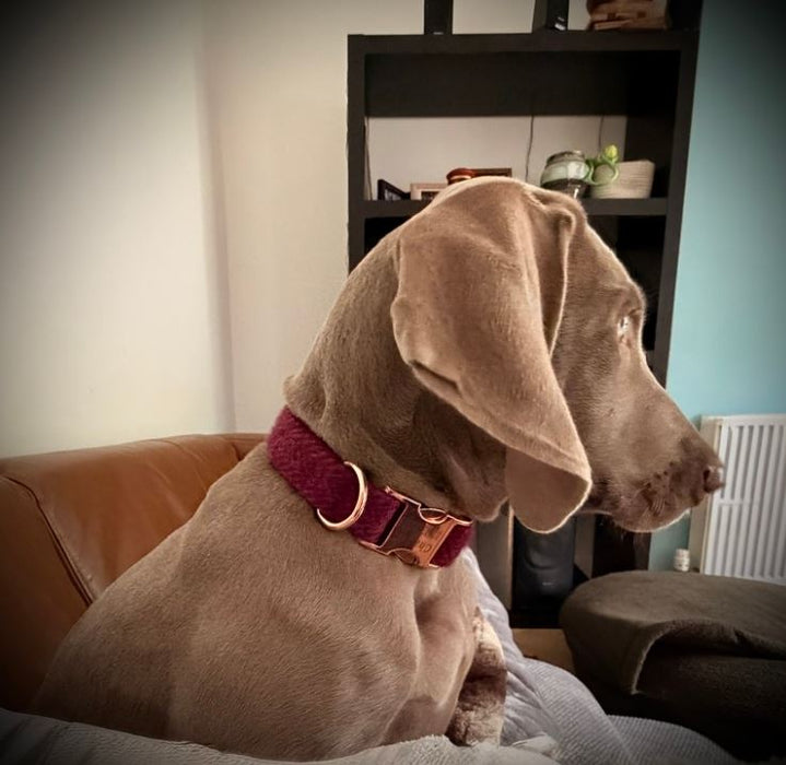 Extra Wide 38mm - Raspberry & Coral Harris Tweed Dog Collar
