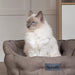 Scruffs® beds Scruffs Seattle Cat Bed