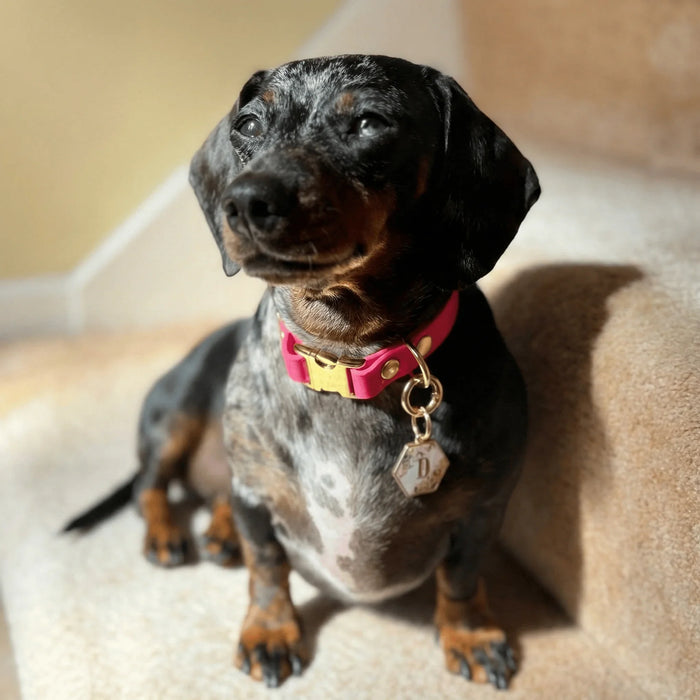 Magenta Waterproof Biothane Metal Clasp Dog Collar