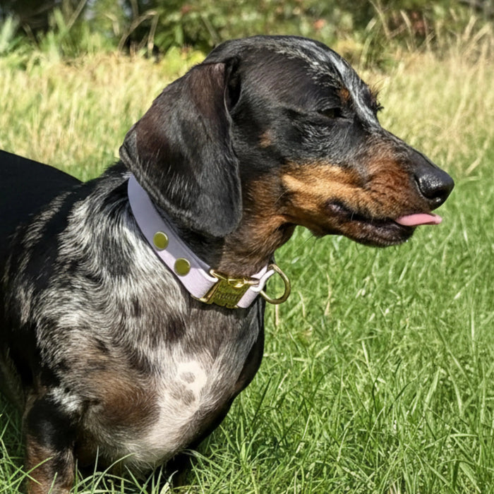 Pastel Pink Waterproof Biothane Metal Clasp Dog Collar