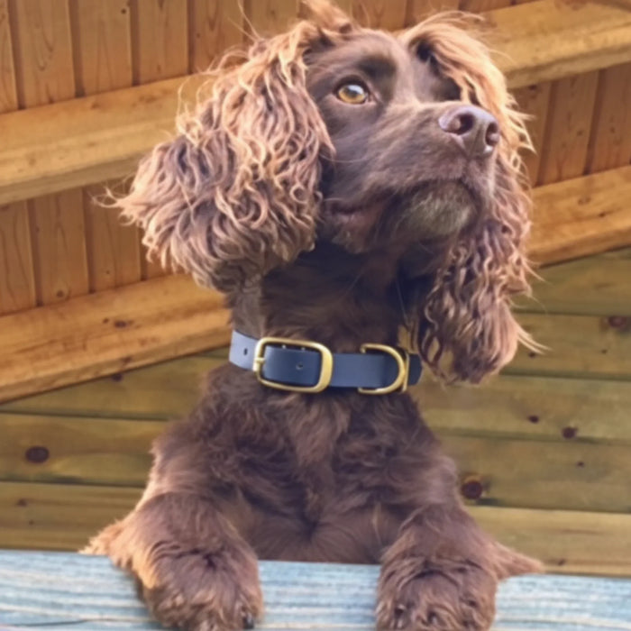Navy Blue Waterproof Biothane Buckle Dog Collar
