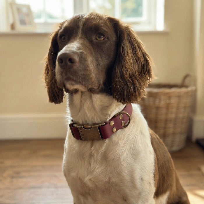 Wine Waterproof Biothane Metal Clasp Dog Collar