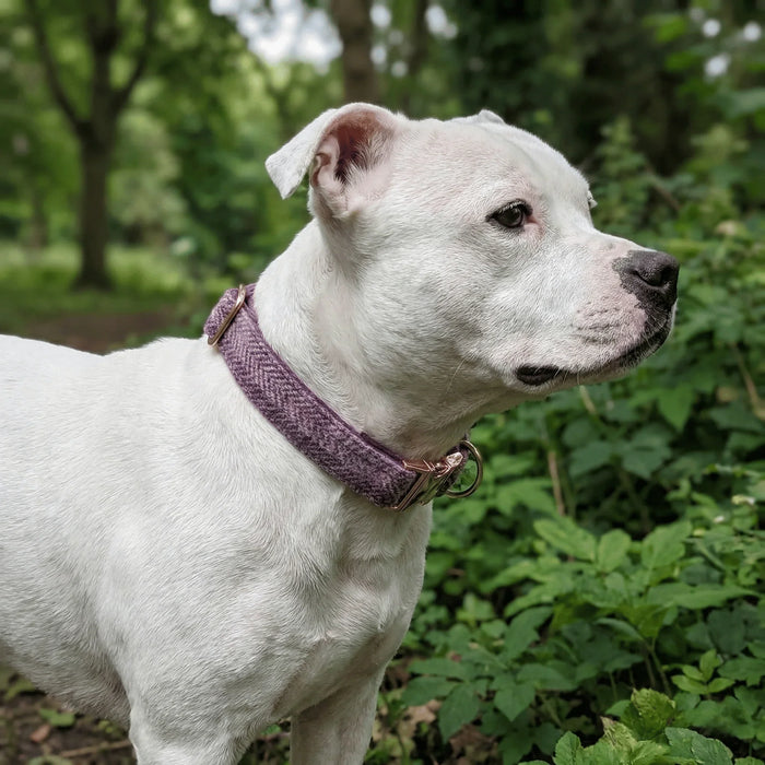 Pretty Pink Block Herringbone Check Harris Tweed Dog Collar