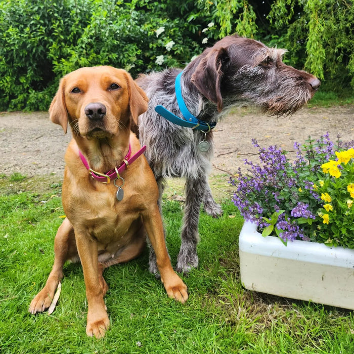 Fuchsia Waterproof Biothane Buckle Dog Collar