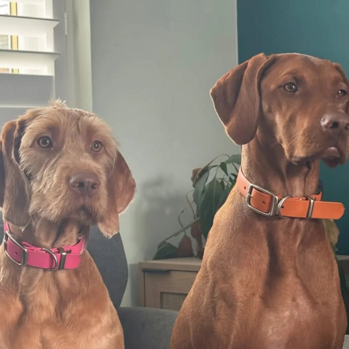 Tangerine Waterproof Biothane Buckle Dog Collar