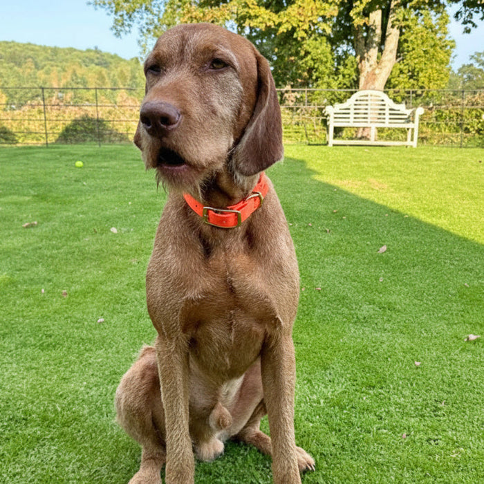 Neon Orange Waterproof Biothane Buckle Dog Collar