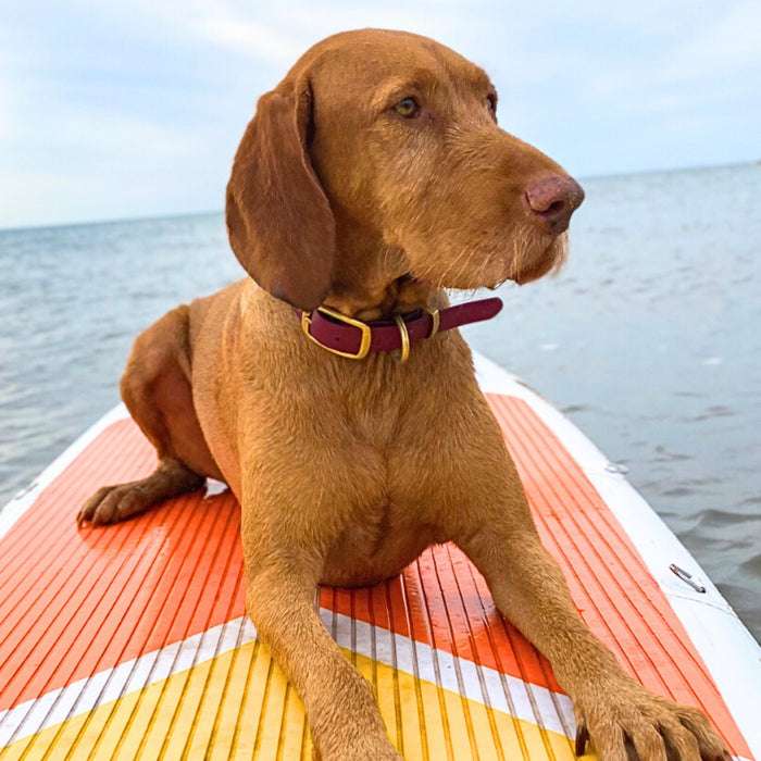 Wine Waterproof Biothane Buckle Dog Collar